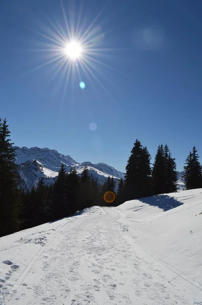 Gunung Rocky Puncak Terlihat Atas Pohon Pinus Pegunungan Swiss Alpen — Stok Foto