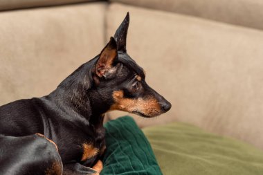 Cüce kıskacı, yeşil yastıkların üzerinde, bej arka planda, bir köpeğin stüdyo portresi üzerinde uzanır.