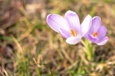 Crocus 'lar yaklaşıyor. Narin bahar çiçekleri. minimalist fotoğrafçılık
