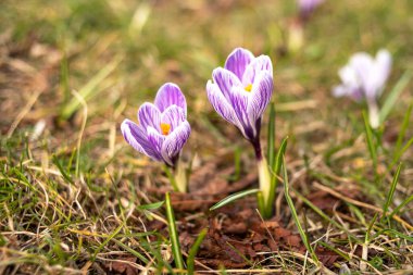 Crocus 'lar yaklaşıyor. Narin bahar çiçekleri. minimalist fotoğrafçılık