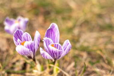 Crocus 'lar yaklaşıyor. Narin bahar çiçekleri. minimalist fotoğrafçılık