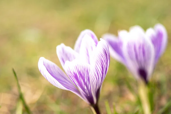 Крокусы Закрываются Нежные Весенние Цветы Минималистическая Фотография — стоковое фото