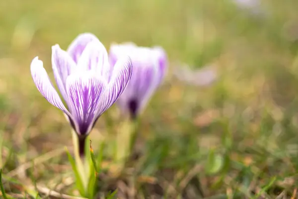 Krokusse Machen Dicht Zarte Frühlingsblumen Minimalistische Fotografie — Stockfoto