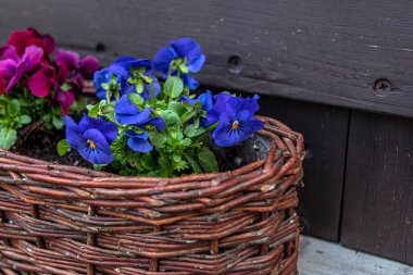Güzel, parlak bir kalp kaplar çiçekler canlı mor, menekşe ve sarı renkler uzun bir saksıda, ilkbaharda güzel balkon çiçekleri kapanıyor
