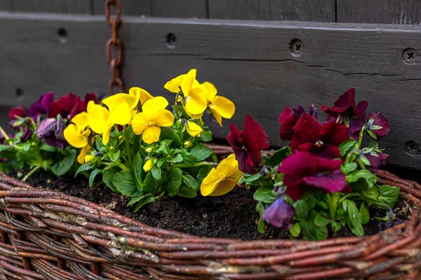 stock image Beautiful bright heartsease pansies flowers in vibrant purple, violet, and yellow color in a long flower pot, spring beautiful balcony flowers closeup