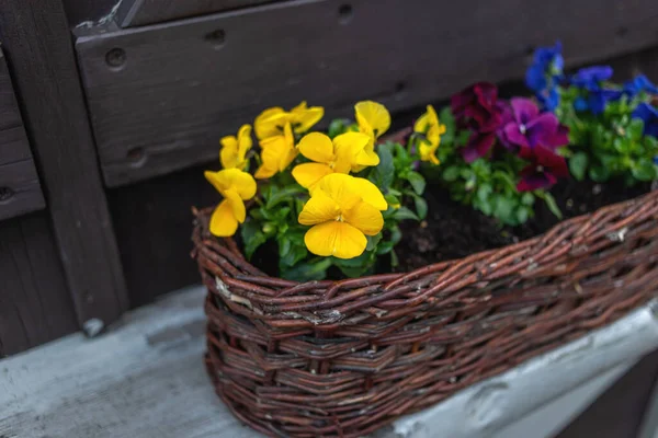 Güzel Parlak Bir Kalp Kaplar Çiçekler Canlı Mor Menekşe Sarı — Stok fotoğraf