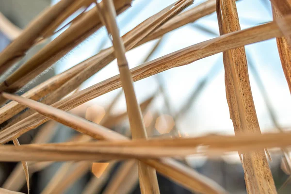 stock image Dry sedge leaves close-up with bokeh from lanterns in the background. Dead wood and bokeh