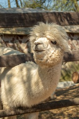 Beyaz Alpaca yakın plan, ahşap bir çayırda duruyor. Yumuşak beyaz alpaka kafası