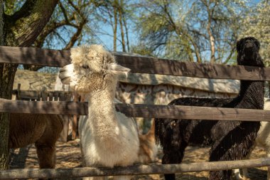 Beyaz Alpaca yakın plan, ahşap bir çayırda duruyor. Yumuşak beyaz alpaka kafası