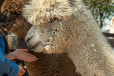Beyaz Alpaca yakın plan, ahşap bir çayırda duruyor. Yumuşak beyaz alpaka kafası