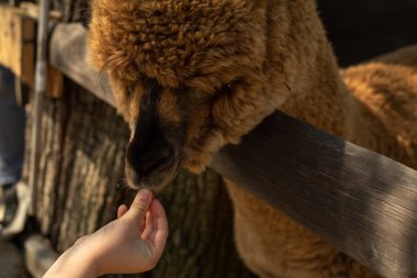 Kahverengi kıvırcık alpaka bir çiftlikteki ahşap çitin üzerinden bakıyor. elde beslenen alpaka
