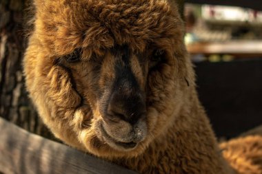 Kahverengi kıvırcık alpaka bir çiftlikteki ahşap çitin üzerinden bakıyor. elde beslenen alpaka