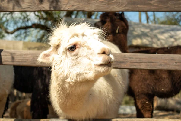 stock image White Alpaca close-up, standing in a wooden paddock. Fluffy white alpaca head