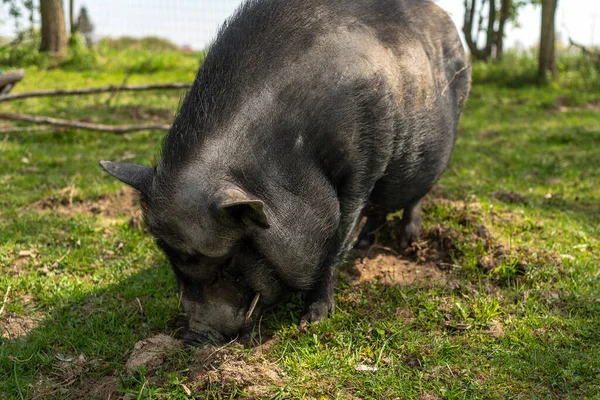 Portrait of a black pig, single animal in a small farm. Adult black pig with fangs on a free grazing.
