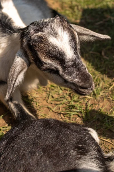 stock image Goat baby resting in the sun near a wooden building on green grass