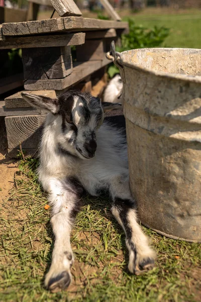 Kozie Dziecko Odpoczywające Słońcu Pobliżu Drewnianego Budynku Zielonej Trawie — Zdjęcie stockowe