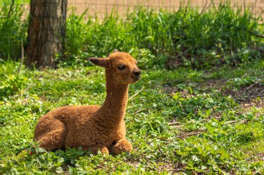 Şirin, tüylü kahverengi bebek alpaka yerde yatıp annesini bekliyor. Cria alpaka bebek çimlerin üzerinde dinleniyor