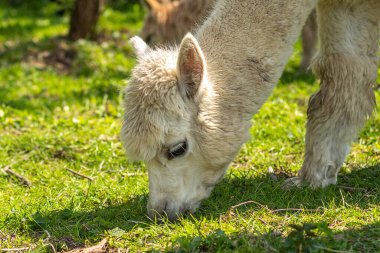 Beyaz alpaka bir çiftlikte, yeşil çimlerin üzerinde. Şirin kıvırcık alpaka