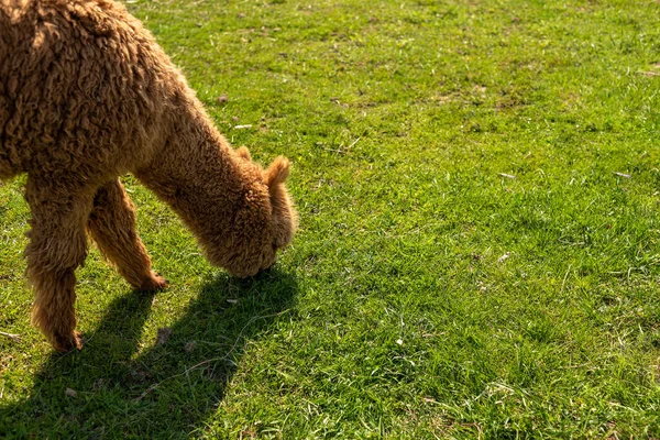 Brown Alpaca Free Range Farm Green Grass Cute Curly Alpaca — Stock Photo, Image