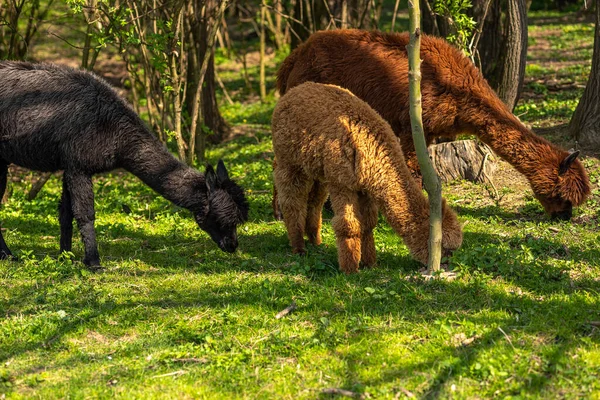 Campo Libre Alpaca Marrón Una Granja Sobre Hierba Verde Lindo — Foto de Stock