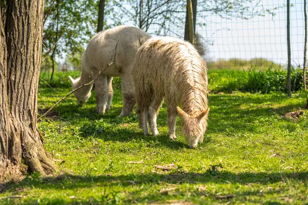 White Alpaca Free Range Farm Green Grass Cute Curly Alpaca — Stock Photo, Image