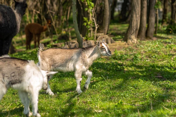 A small cute goat stands on a green field. Goat cub on a Polish farm
