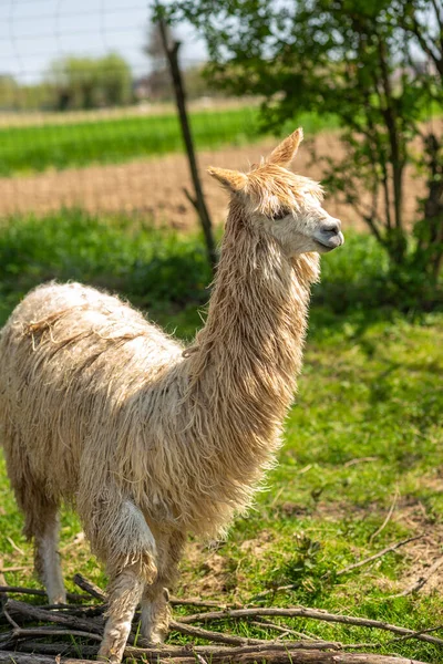 stock image White alpaca free-range on a farm, on green grass. cute curly alpaca