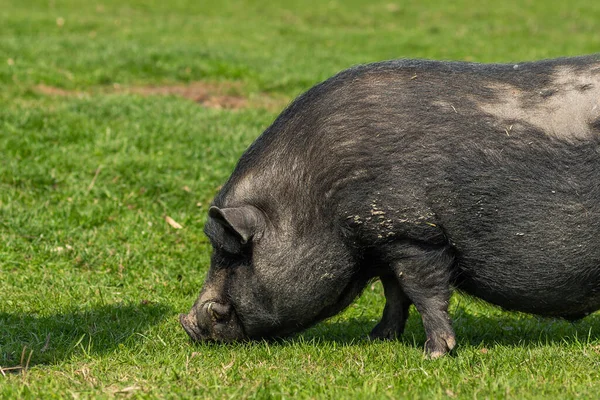 Portrait of a black pig, single animal in a small farm. Adult black pig with fangs on a free grazing.