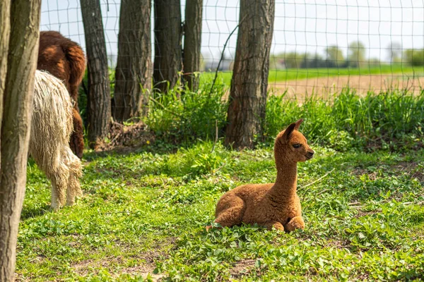 Cute Fluffy Brown Baby Alpaca Laying Ground Waiting Its Mama — Stock Photo, Image