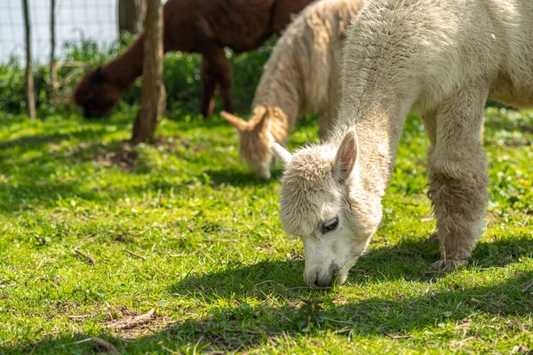 stock image White alpaca free-range on a farm, on green grass. cute curly alpaca