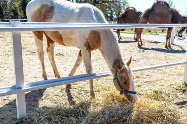 Kırmızı benekli, mavi koşumlu beyaz bir at başını bir çitin arkasından eğdi ve saman yedi..