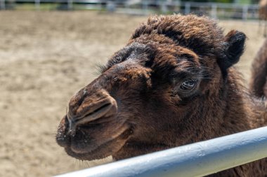Çayırda tek hörgüçlü bir deve, izleyiciye boynunu uzatıyor. Devenin yakın plan portresi. Pembe dizginli deve