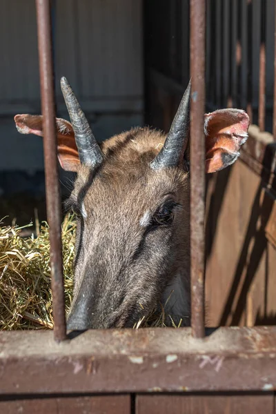 stock image Roe deer on a farm in a corral pulling its muzzle through the bars