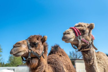 Çitin arkasında iki kahverengi hörgüçlü deve burunlarını çekiyor. İki deve otlaktan dışarı bakıyor. Çiftlik Hayvanları