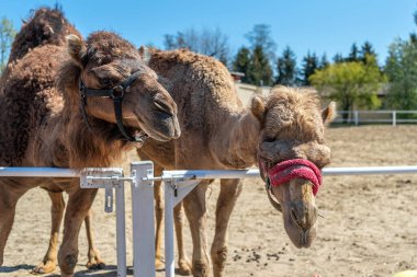 Çitin arkasında iki kahverengi hörgüçlü deve burunlarını çekiyor. İki deve otlaktan dışarı bakıyor. Çiftlik Hayvanları