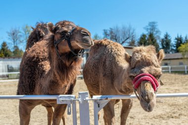 Çitin arkasında iki kahverengi hörgüçlü deve burunlarını çekiyor. İki deve otlaktan dışarı bakıyor. Çiftlik Hayvanları