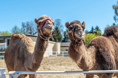 Çitin arkasında iki kahverengi hörgüçlü deve burunlarını çekiyor. İki deve otlaktan dışarı bakıyor. Çiftlik Hayvanları