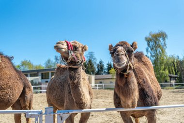 Çitin arkasında iki kahverengi hörgüçlü deve burunlarını çekiyor. İki deve otlaktan dışarı bakıyor. Çiftlik Hayvanları