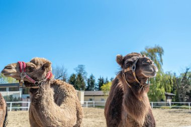 Çitin arkasında iki kahverengi hörgüçlü deve burunlarını çekiyor. İki deve otlaktan dışarı bakıyor. Çiftlik Hayvanları