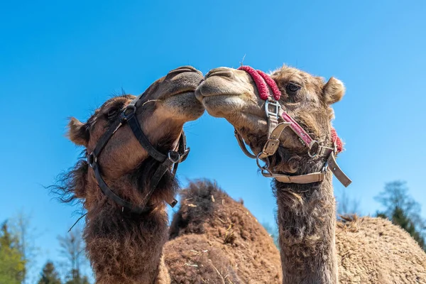 Two brown humped camels behind the hedge pull their snouts. Two camels look out from the paddock. Farm Animals