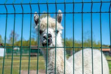 Çiftlikte beyaz alpaka. Çayırdaki alpaka portresi. çiftlik hayvanları