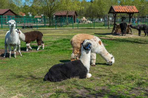 Alpacas Resting Farm Animals Eat Hay Nursery Alpacas Paddock — Stock Photo, Image