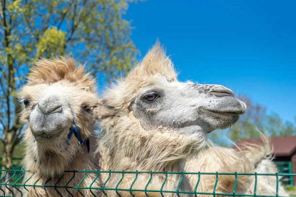Two White Bactrian Camels Close Portrait Camels Farm Funny Shaggy — Stock Photo, Image