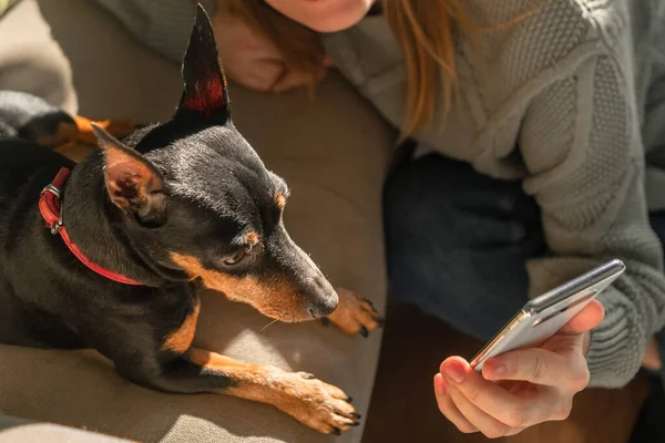 The dog looks at the phone screen, which is held by a woman\'s hand. Pinscher on the couch looking at the phone