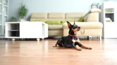 Köpek oturma odasında yerde yatar, sonra kalkar ve kameraya gider. Siyah tenli bir pinscher evde yerde yatıyor..