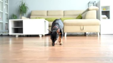 Pinscher kanepeden atladı ve yemeğini yemek için koştu. Köpek yerden yemek yiyordu. Bir köpek için bir ikram..