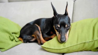 Bir Pinscher köpeği yeşil yastıklarda bir kanepede uyur. Uykulu bir köpeğin şirin küçük yüzü. Pincher gözlerini açıyor..