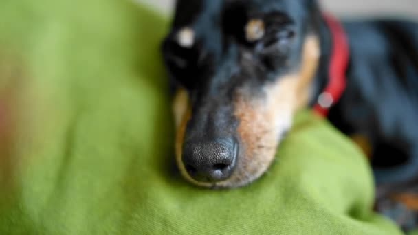 Şirin Köpek Suratı Yakın Plan Köpek Uyuyor Gözlerini Açıyor Zwergpinscher — Stok video
