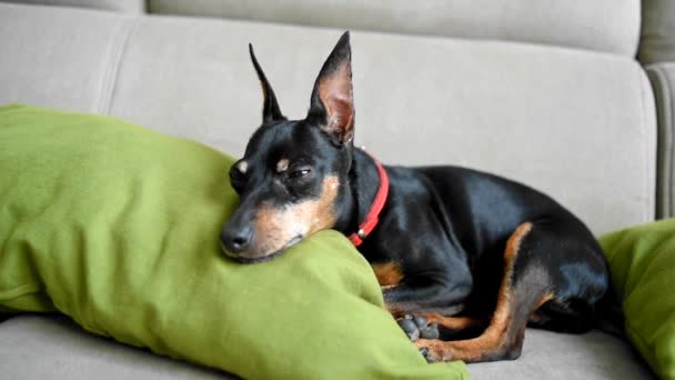 Ένας Σκύλος Πίνσερ Κοιμάται Καναπέ Πράσινα Μαξιλάρια Χαριτωμένο Προσωπάκι Ενός — Αρχείο Βίντεο