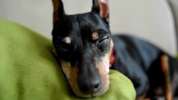 Cara Cão Bonito Close Cão Dorme Abre Olhos Zwergpinscher Dorme — Vídeo de Stock